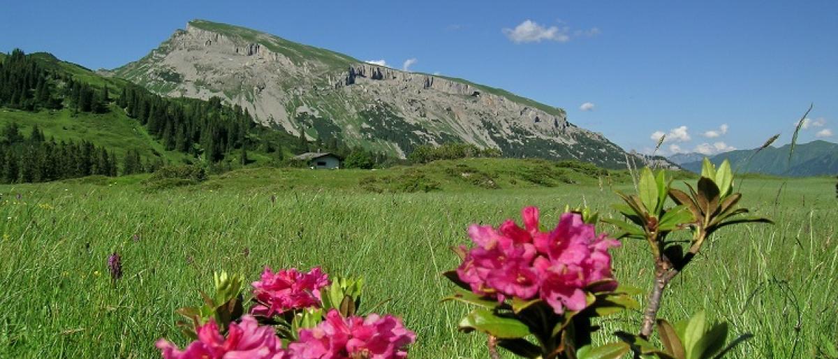 Alpenrosen vor dem Moor Kleinwalsertal